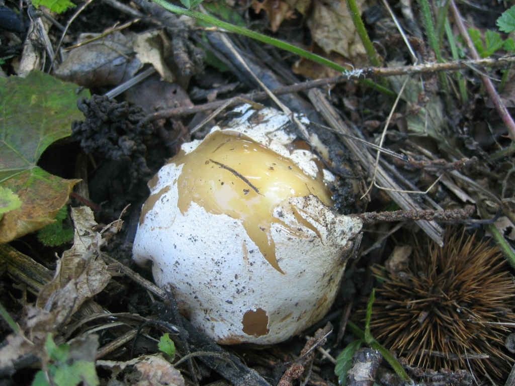2005 :  Un anno di funghi